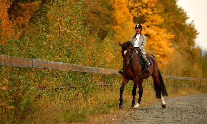 30-Minute Horseback Outride at Sunset Ridge Farm