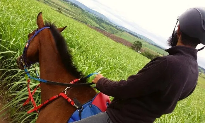 30-Minute Horseback Outride at Sunset Ridge Farm