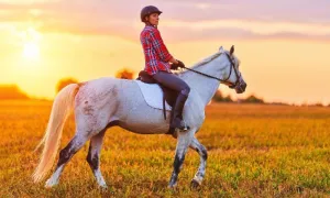 30-Minute Horseback Outride at Sunset Ridge Farm